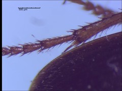 Amphasia interstitialis