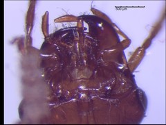 Amphasia interstitialis