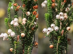 Erica formosa