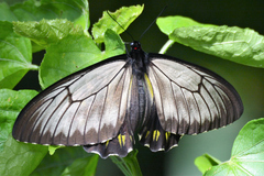 Troides andromache