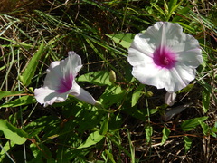 Ipomoea shumardiana