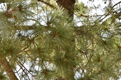 Pinus wallichiana