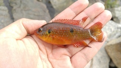 Hemichromis