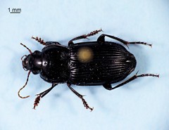 Anisodactylus harrisii