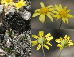 Euryops subcarnosus
