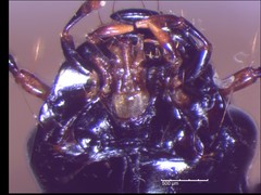 Anisodactylus harrisii