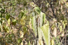 Colquhounia coccinea
