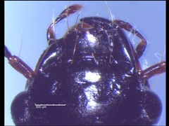 Anisodactylus harrisii