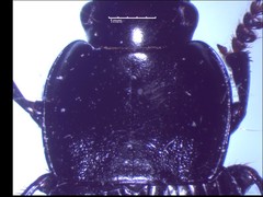 Anisodactylus harrisii