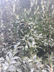 Buxus
