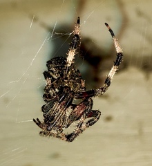 Araneus bicentenarius