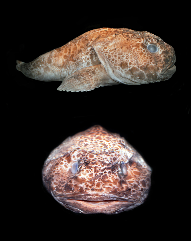 Pale Toadfish