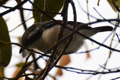 Pteruthius aeralatus