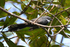 Rhipidura albicollis