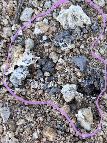 iNaturalist observation photo of Snakes