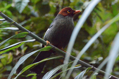 Pterorhinus treacheri