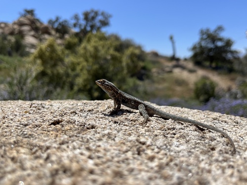 iNaturalist observation photo of Western Side-blotched Lizard