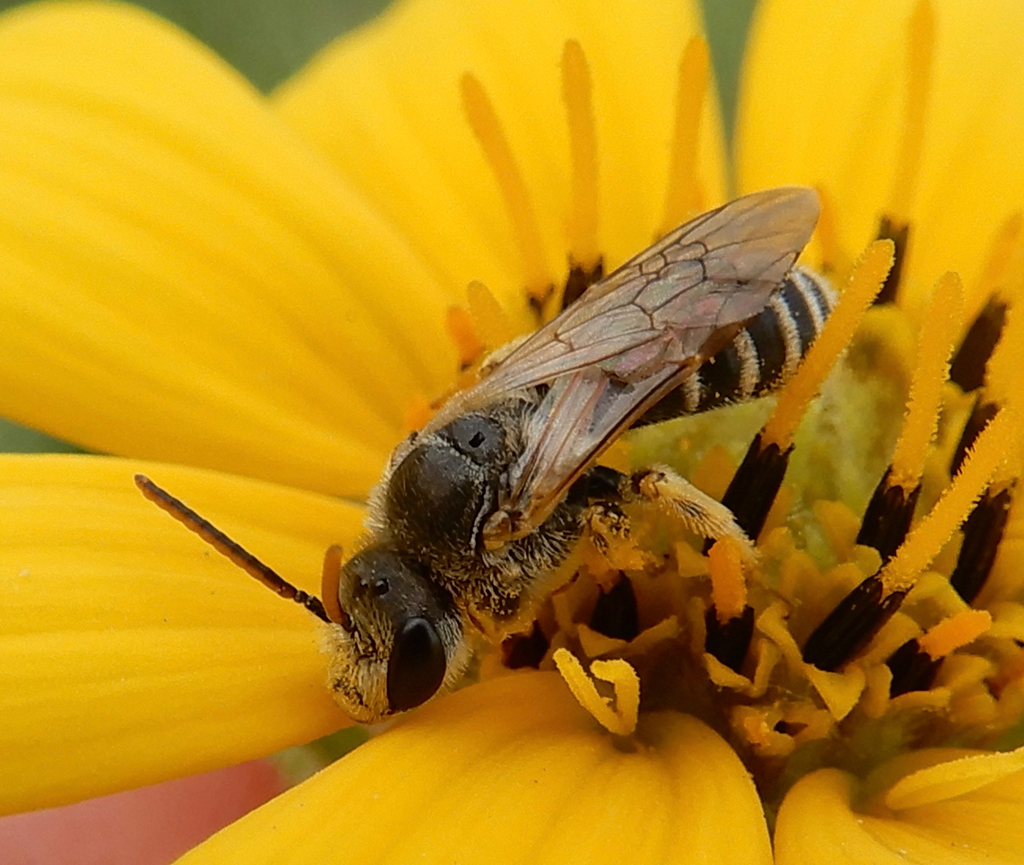 Odontalictus