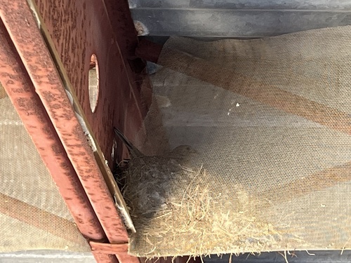 iNaturalist observation photo of House Finch