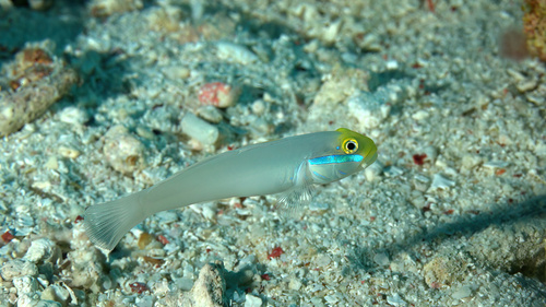 Blueband glider goby (Valenciennea strigata) — Gobiidae — 5