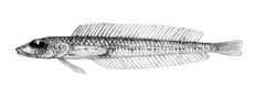 Little Opalfish photo 2