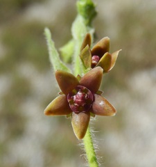 Matelea cynanchoides