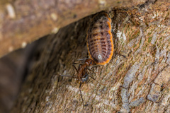 Camponotus nicobarensis