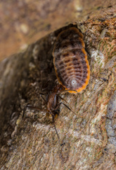 Camponotus nicobarensis