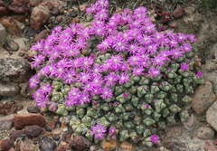Gibbaeum petrense