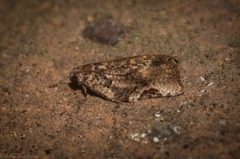Meritastis ursina