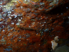 Spottedcheek Goby photo 5