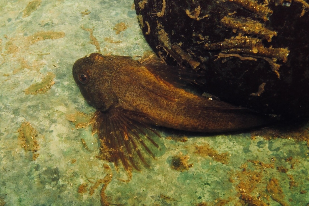 Dordogne Sculpin