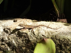 Anolis sagrei