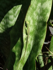 Anolis porcatus