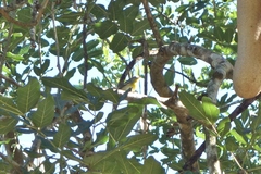Setophaga americana