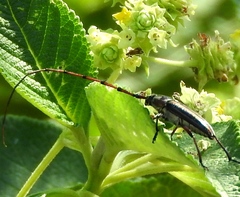 Sphaenothecus maccartyi