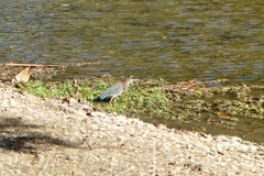 Butorides virescens