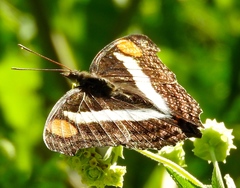 Doxocopa laure laure