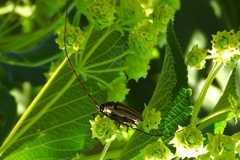 Sphaenothecus maccartyi