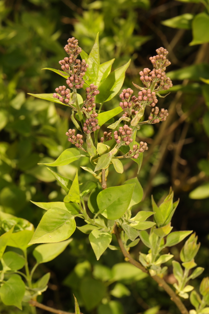 Syringa vulgaris, Bailey's Lane, Hale, Cheshire, UK