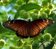 Danaus eresimus montezuma