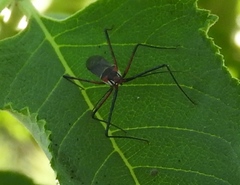 Zelus grassans