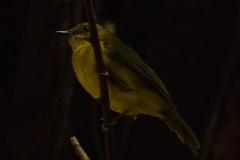 Pachycephala hypoxantha