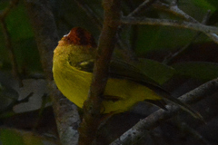 Phylloscopus montis