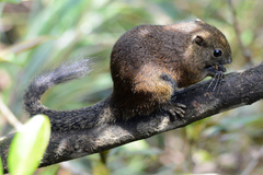 Callosciurus orestes