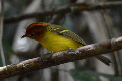 Phylloscopus montis