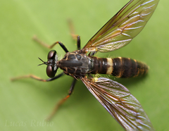 Aspidopyga cophuroides