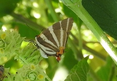 Panthiades bathildis