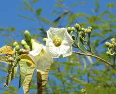 Ipomoea arborescens