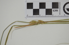 Carex adusta